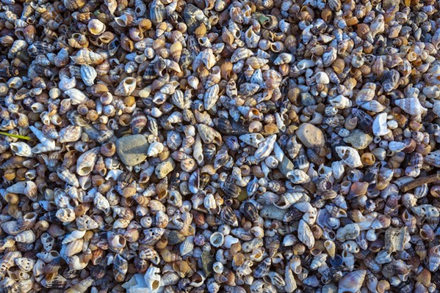 sea of galilee shoreline